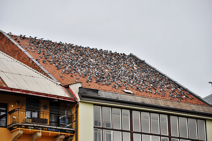 A2B Pest Control are able to install spikes to deter birds from roofs in Gosforth. 