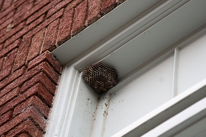 We provide a wasp nest removal service for domestic and commercial properties in Gosforth.